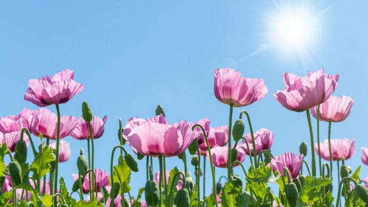 Slowing Down and Choosing a More Intentional Way to Live